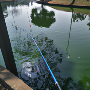 fishing in ponds