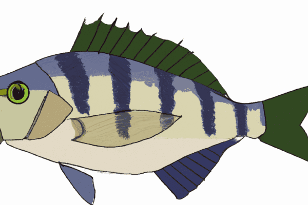 bream