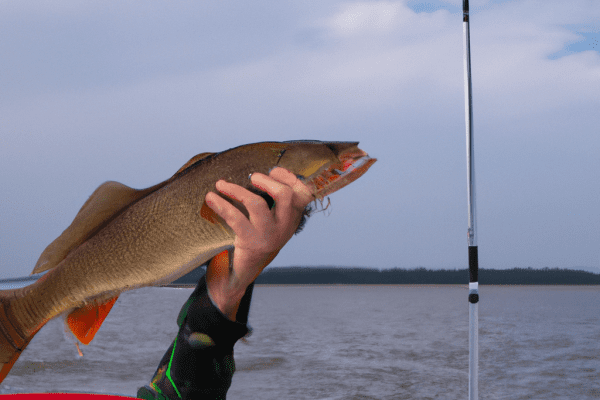 toledo bend guide service