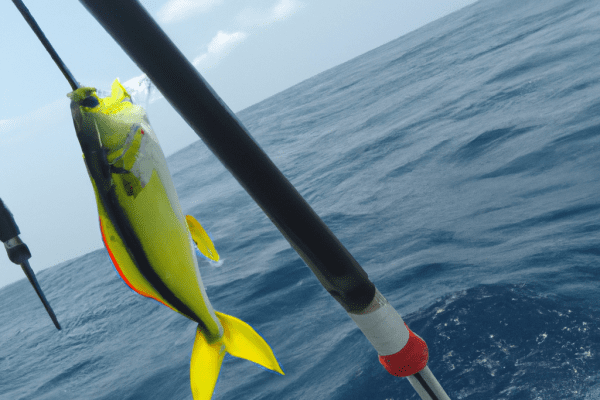 yellowbird deep sea fishing