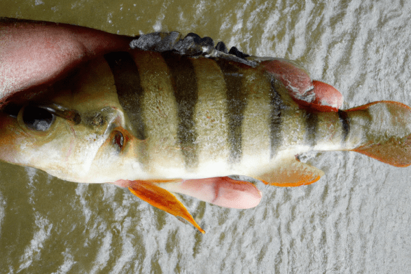 yellow perch