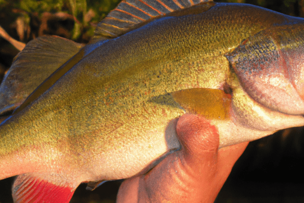 georgia fishing