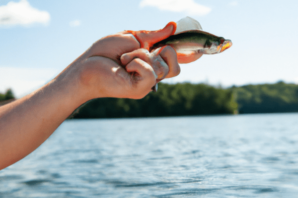 fishing ontario license