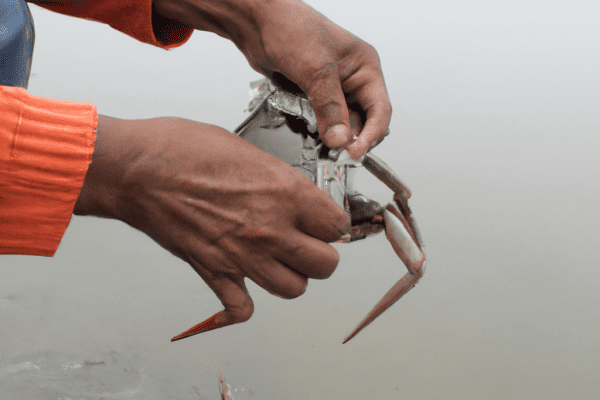 fishing for crabs