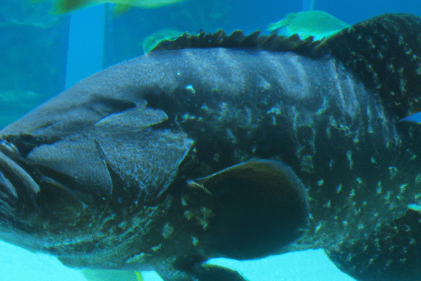 giant grouper