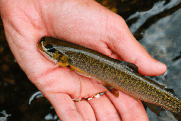 trout fishing in mo