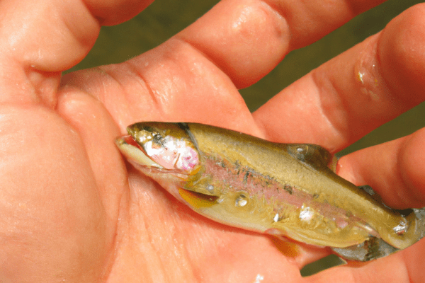 white river trout