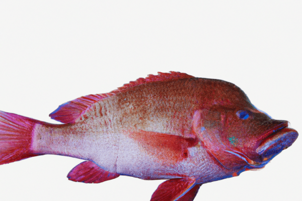 northern red snapper