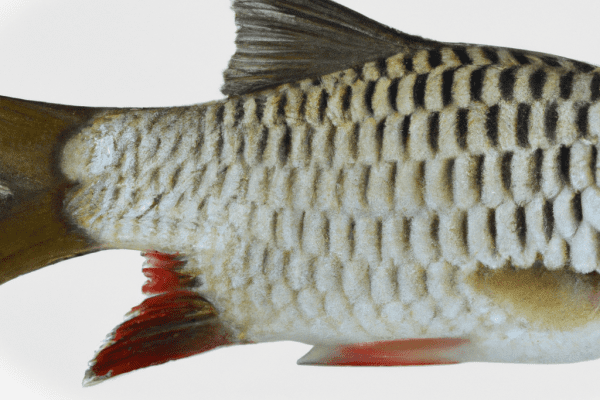 common river fish