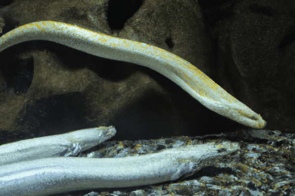 snake fish