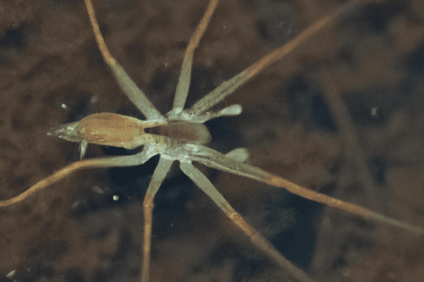 dark fishing spider