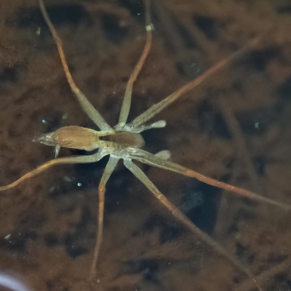 dark fishing spider