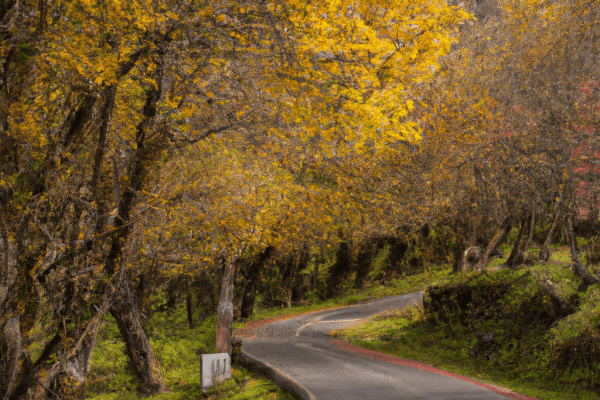 golden trout campground