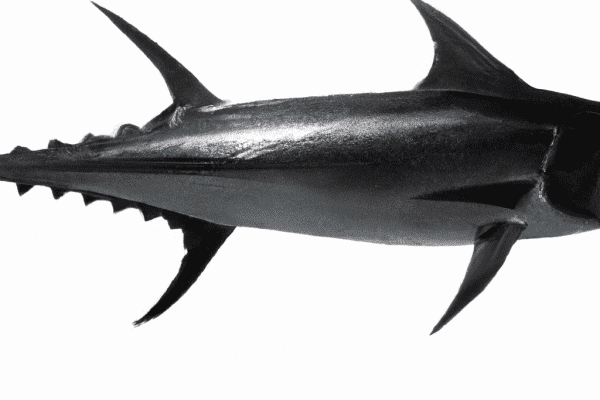 black marlin