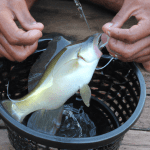 snake head fishing