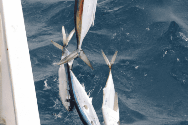 salt water charters