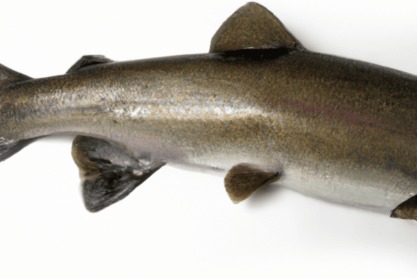 trout river fish