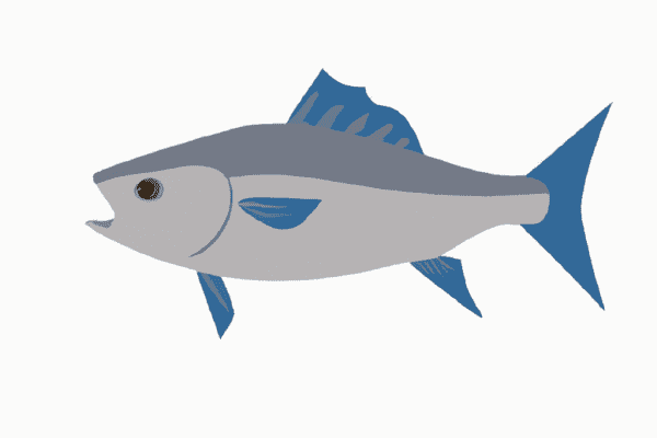 bluefish