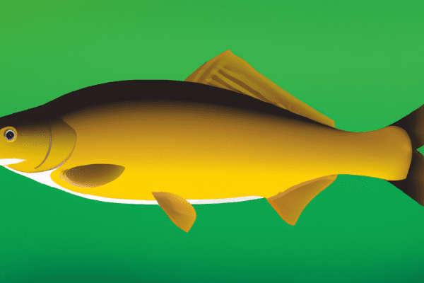 yellow bass