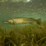 bowfin