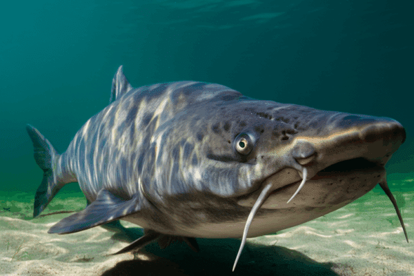 Flathead Catfish: The King of Freshwater Predators flathead catfish