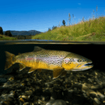 madison river brown trout