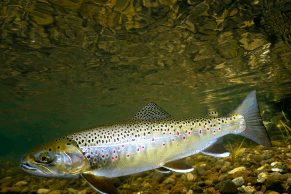 Kern River Trout: An In-Depth Look at a Unique Species kern river trout